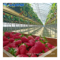 Strawberries hydroponic growing system glass greenhouse